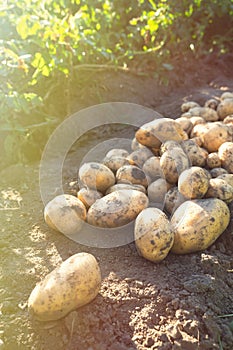 Pile of newly harvested potatoes -Â Solanum tuberosum on field. Harvesting potato roots from soil in homemade garden.